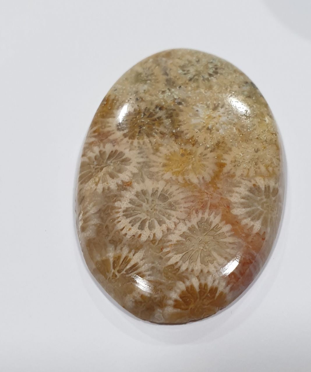 Big Pc  63 cts Natural Fossil Coral Oval Cabochon 47.5x31mm. Natural Stone.