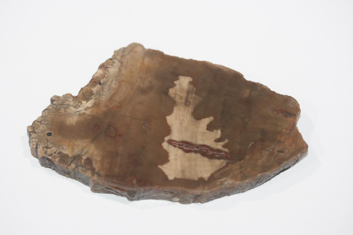 Colgante de madera fosilizada petrificada de 84,4 x 50,5 mm, Xilopal, madera petrificada natural, pieza única.