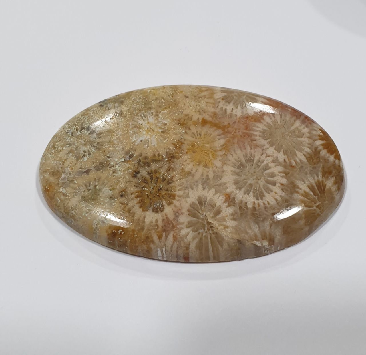 Big Pc  63 cts Natural Fossil Coral Oval Cabochon 47.5x31mm. Natural Stone.