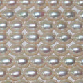 Perles ovales d'eau douce de 38 cm (15 pouces), 5-6 mm, rang de 39 cm. Perles naturelles à prix de gros.