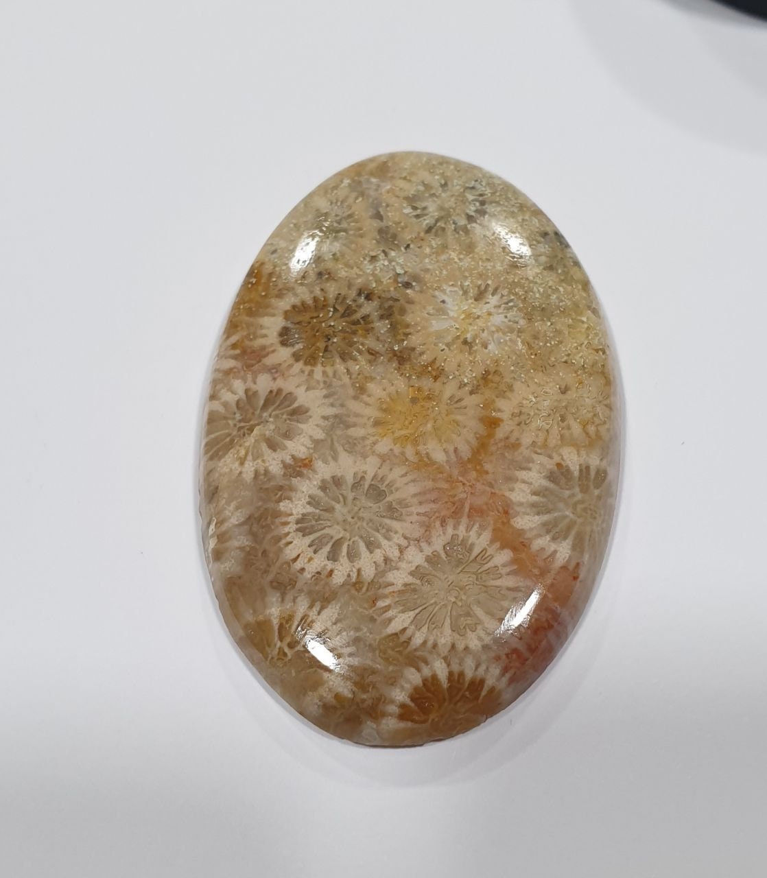 Big Pc  63 cts Natural Fossil Coral Oval Cabochon 47.5x31mm. Natural Stone.
