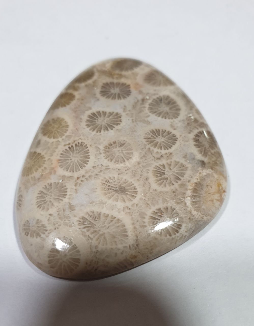 Big Natural  Coral Fossil Agate  Drop Cabochon  44x34.6mm 72.5ct- Untreated Gemstone