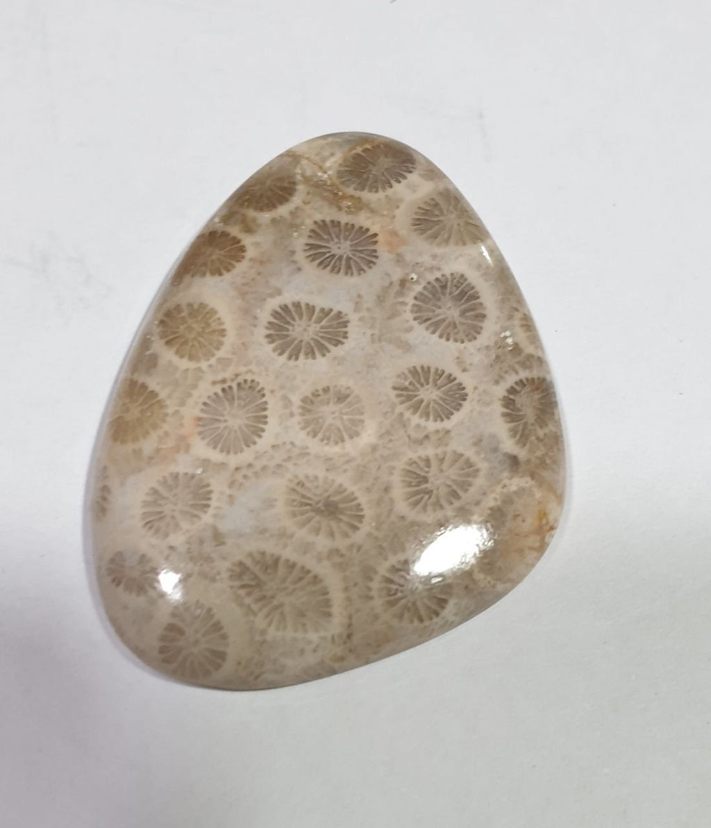 Cabochon en agate fossilisée corail naturelle, taille goutte, 44 x 34,6 mm, 72,5 ct - Pierre précieuse non traitée