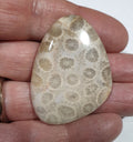 Cabochon en agate fossilisée corail naturelle, taille goutte, 44 x 34,6 mm, 72,5 ct - Pierre précieuse non traitée