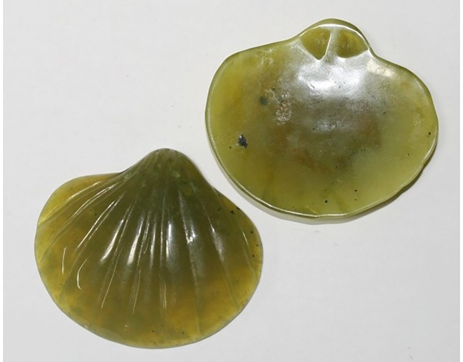 Pendentif en coquillage serpentin 63x55mm.-(1 pièce)