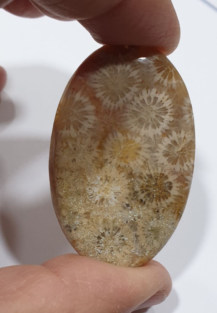 Big Pc  63 cts Natural Fossil Coral Oval Cabochon 47.5x31mm. Natural Stone.