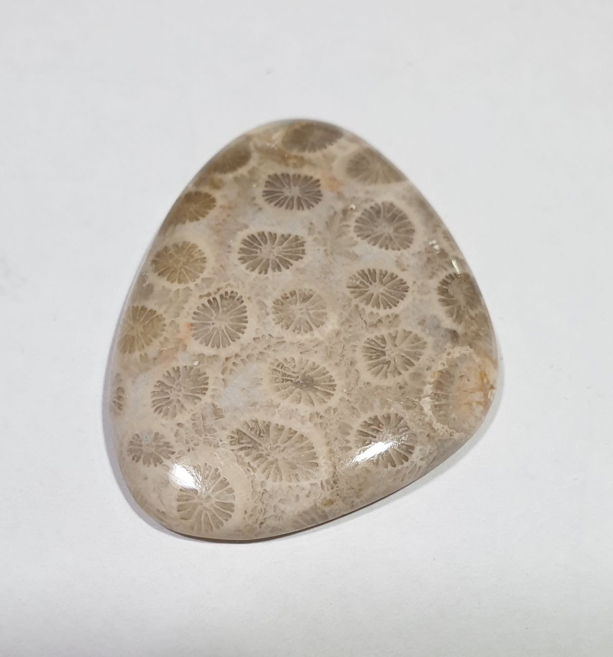Big Natural  Coral Fossil Agate  Drop Cabochon  44x34.6mm 72.5ct- Untreated Gemstone