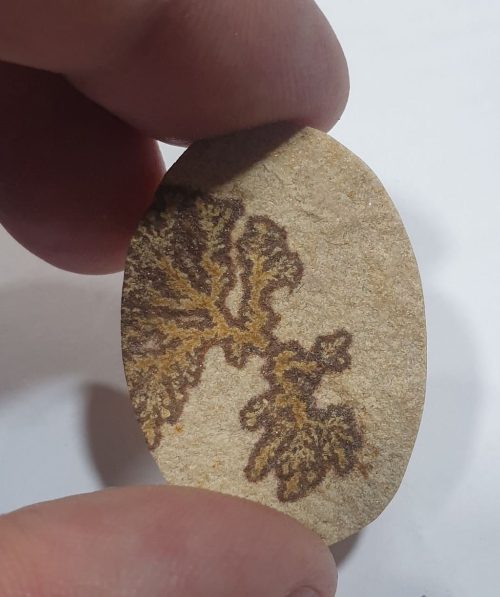 Gros cabochon dendritique sur calcaire, 34,7 x 25,2 mm - Pièce unique et époustouflante - Pierres naturelles - Calcaire brut non poli
