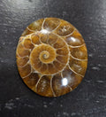 Big Top Quality Flat Ammonite Cabochon-Jewelry Making Natural Gems-48.23cts  38x32mm