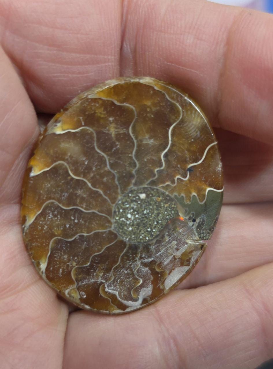 Big Top Quality Flat Ammonite Cabochon-Jewelry Making Natural Gems-48.23cts  38x32mm